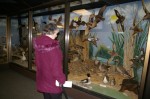 A visitor to the Sportsman Migratory Bird Centerat Magee Marsh checks out museum of mounted birds